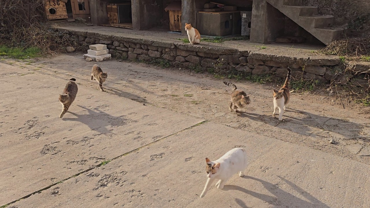 Only true love makes a whole colony of cats run out of their houses to meet a person