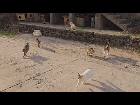 Only true love makes a whole colony of cats run out of their houses to meet a person