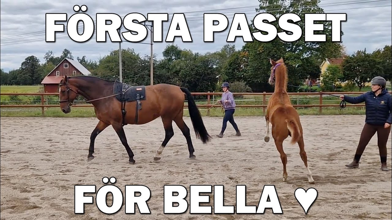 TRÄNAR VÅRT FÖL OCH SÄTTER IGÅNG BELLA - Stallvlogg