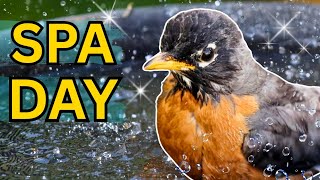 Robin Turns Bird Bath Into Full Spa Session 😂