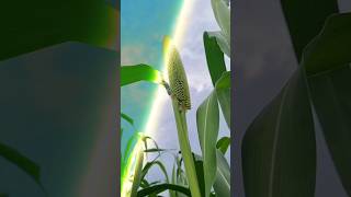 Cap Cut Colour Grading