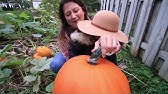 100% Organic Potato Harvest | MIgardener