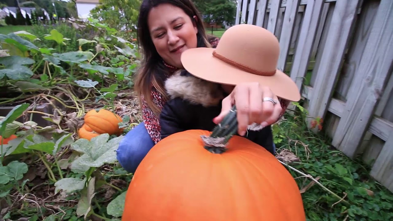 diya tailors Our Largest Pumpkin & Squash Harvest Yet!
