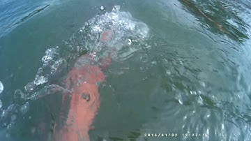 ODRVM OD7200 WiFi Action Camera 1920 X 1080 30 fps Video Sample 1