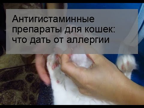 Антигистаминные препараты для кошек: что дать от аллергии