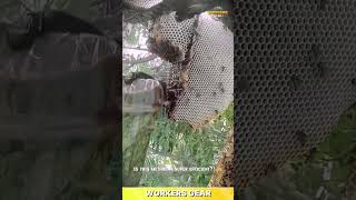 Practical Honeycomb Cutting Tool for Harvesting and Extracting Honey in Outdoor Beekeeping