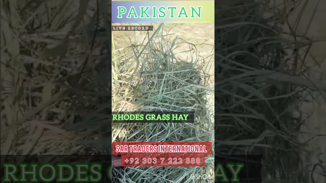 Nature Of Green: Rhodes Grass Export Quality For Sale  