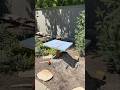Tea Party Table from a Tree Stump 🌳☕ #DIY #woodworking #upcycle