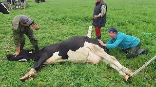 Раскручивание матки у коровы методом Шифера