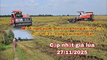 Mở đồng Cây Hẹ Tiểu Cần năng suất không cao chưa được 600kg/giá lúa 27/11/2025 om 5451:5000₫
