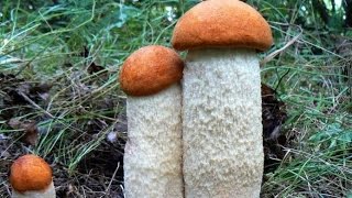 видео Leccinum aurantiacum, Подосиновик красный