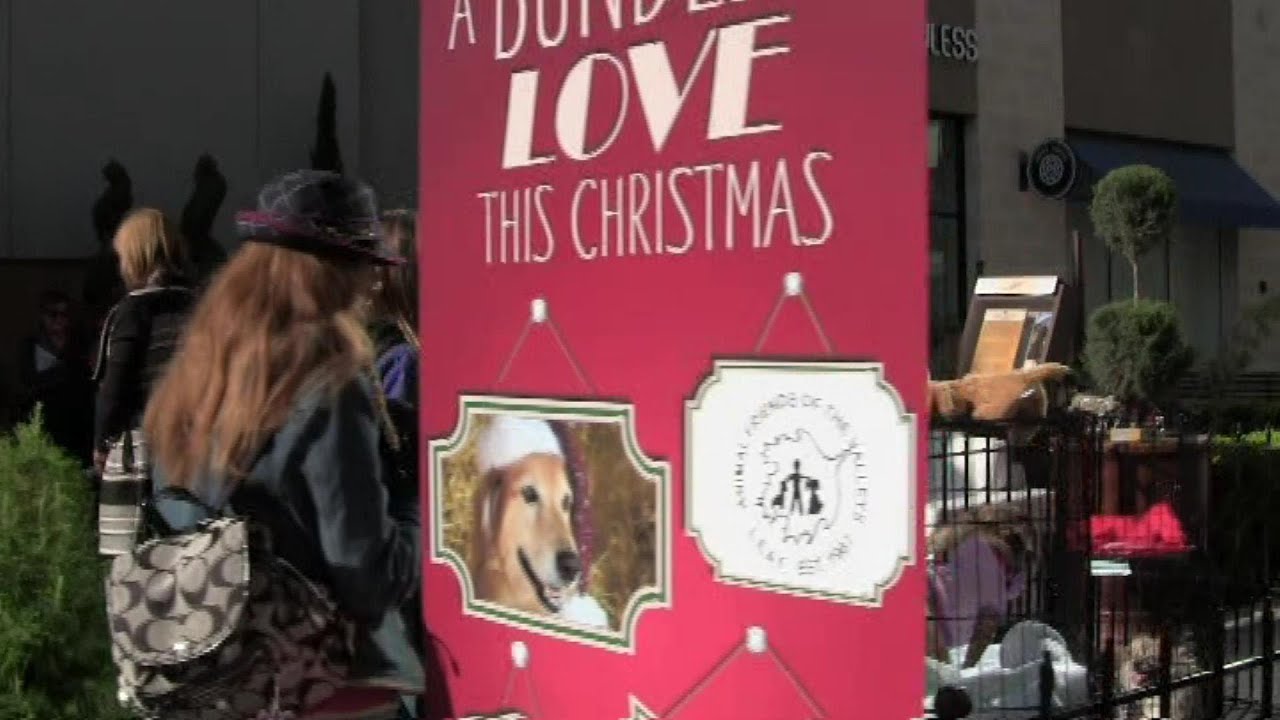 AFV Home for the Holidays Pet Adoption Event - YouTube