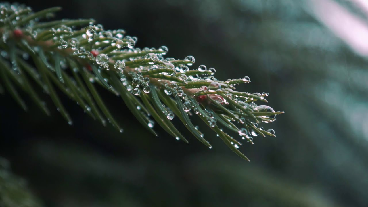 Calming music for relaxation - forest theme (4k smart TV background video)