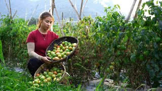 Farm life - harvesting tomatoes to sell, gardening, raising livestock. Trieu Lily