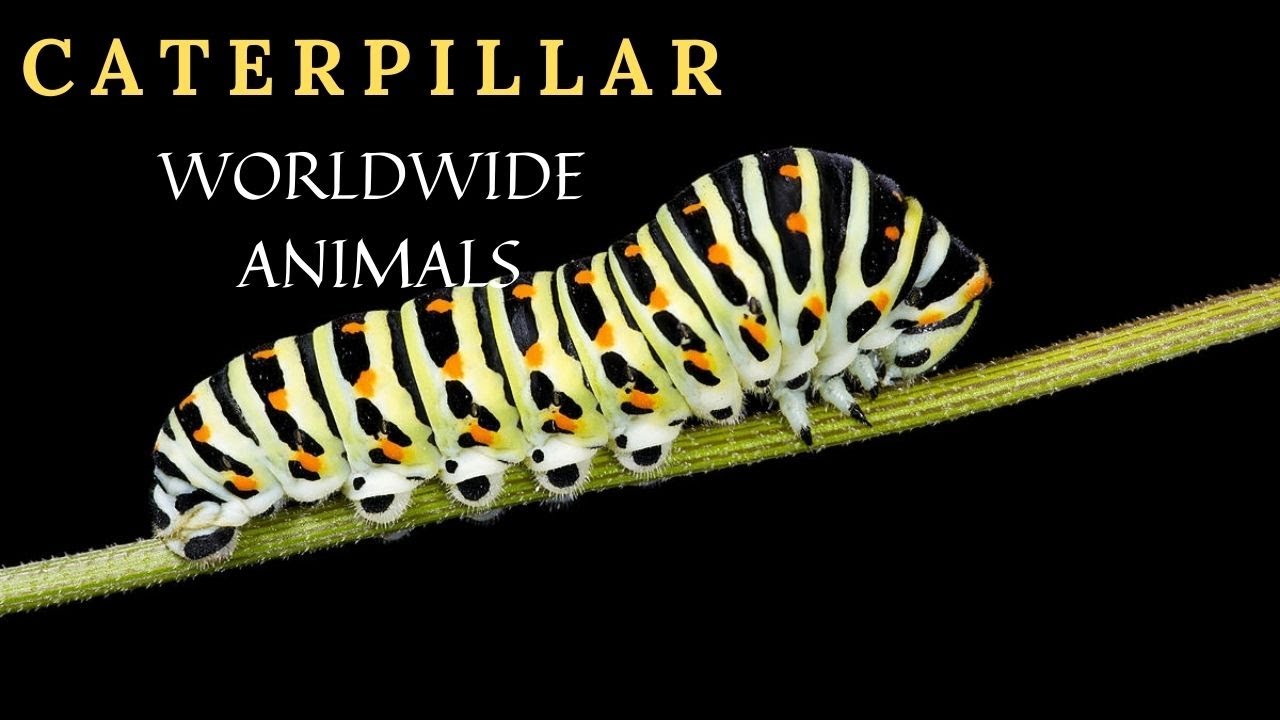 Caterpillar | Different types of caterpillars | Welcome to Worldwide Animals channel