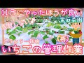 (再)いちご/11月にやった方が良い作業/家庭菜園/2025年/プランター栽培
