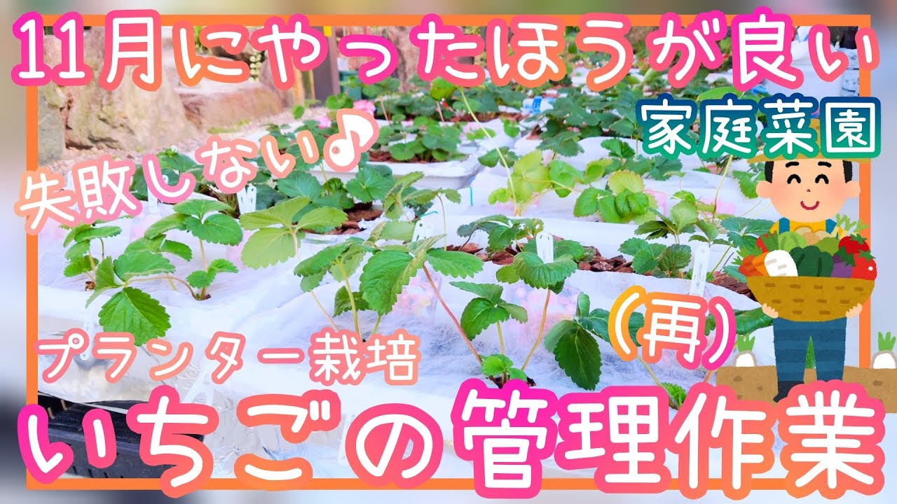 (再)いちご/11月にやった方が良い作業/家庭菜園/2025年/プランター栽培