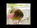 【睡眠用】まもちゃん頭カキカキ耐久5分50秒 #サザナミインコ #睡眠 #リラックス 撮影日:2026年3月7日