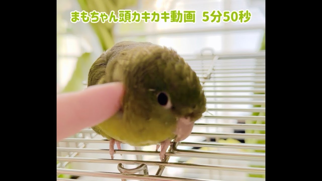 【睡眠用】まもちゃん頭カキカキ耐久5分50秒 #サザナミインコ #睡眠 #リラックス 撮影日:2026年3月7日