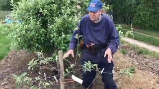 Tying down apple tree branches