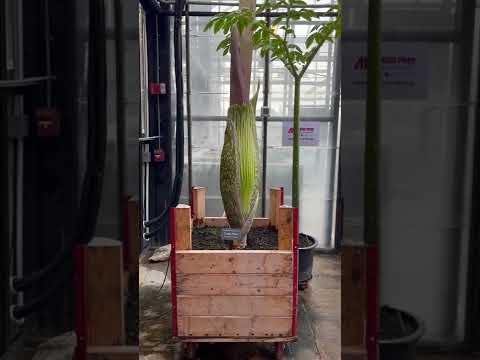 Meet Zeus, the Austin Peay corpse flower that’s about to cause a big stink - second video