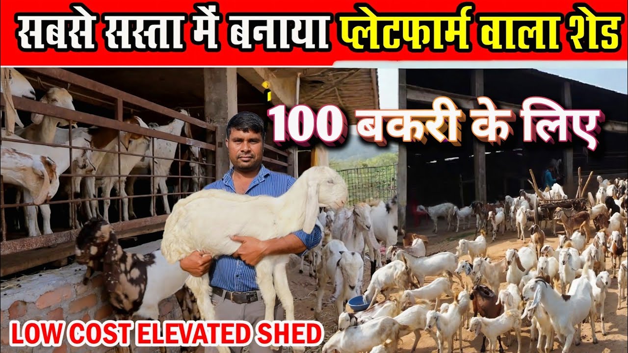 सबसे सस्ते में बनाया प्लेटफार्म वाला शेड।।Low cost elevated goat shed।। Saste Me elevated Bakri Shed