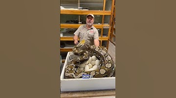 ये है दुनिया का सबसे खतरनाक अजगर #dpthefacts #reticulatedpython #ajagar #hindifacts #hindi #shorts