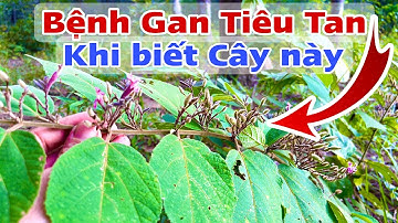 Bệnh Gan Tiêu Tan khi biết Cây này. PHAN HẢI Channel 