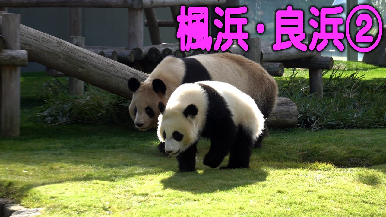 【ママと一緒に輝いた日々②】延々繰り広げる良浜ママ教育劇場・そしてお家へ帰ろう楓浜・良浜物語第二弾