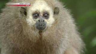 Wildlife Documentary - Amazon Alliance New World Monkeys