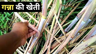 गन्ना की खेती की पूरी जानकारीganna ki kheti kaise karte hain || How to cultivate sugarcane