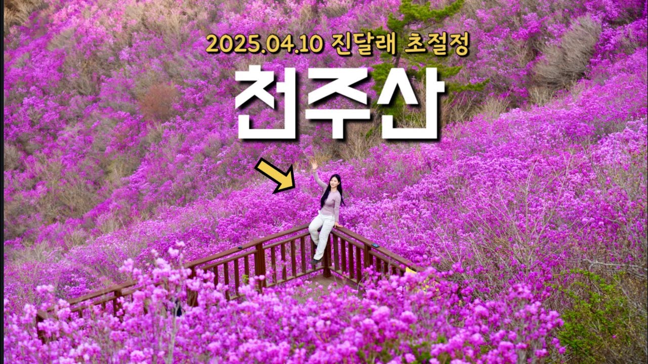 역대급 진달래 군락지 [천주산] 실시간 개화현황
