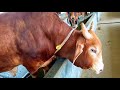 Cow Videos new 2021|Gabtoli Cow new Collection 2021|Gabtoli Eid Collection 2021|Cow videos