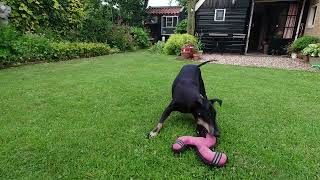 Chester the Manchester Terrier and his garden