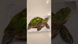 Turtle #art #realistic #drawing #realisticartist #cool #cute #turtle