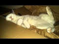 La mejor postura para dormir | Funny Cats