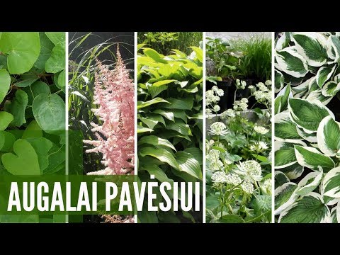 Video: Įspūdingi Ir Gyvybingi Augalai, Kurie Pavers Jūsų Sodą
