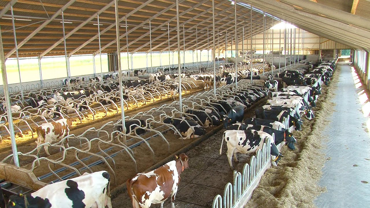 Bedrijfsreportage melkveebedrijf Batenburg te Giethoorn