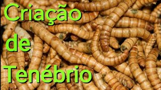 criação de tenébrio