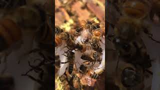 Queen Bee Managing 🐝 | Hive Control &amp; Strong Colony Growth #shorts