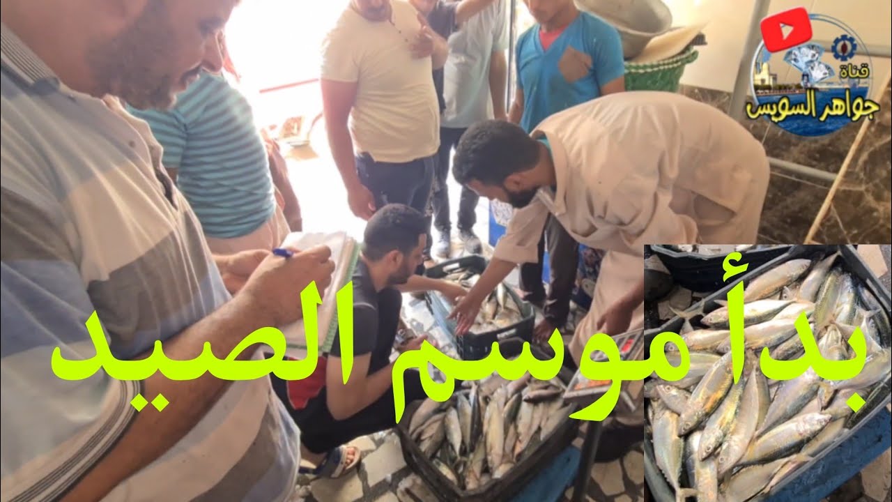 وصول بشاير صيد اليوم فلايك لمحل الصياد بحلقة السمك بالأنصاري بالسويس. بعد بداية موسم الصيد.