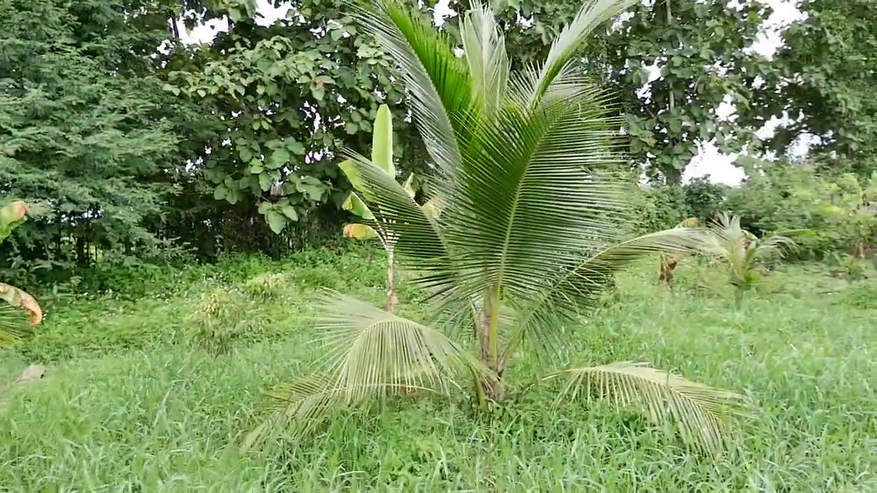 CR63035  ขายบ้านพร้อมที่ดิน เป็นสวนผลไม้ พร้อมบ่อปลา 13 ไร่ เวียงชัย เชียงราย