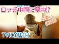 ﾐｰｱｷｬｯﾄ　イッテQロッチ中岡のQtubeに夢中なテレビっ子♪