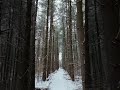 ❄🌲 Found A Dreamy Winter Location 🌲❄ #ambientmusic #winterforest   #droneshots #peacefulwinter
