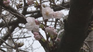 福岡で桜開花、全国2番目 平年より11日早く