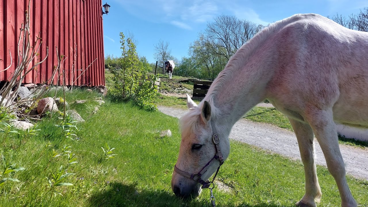We started with scratches and grazing today - YouTube