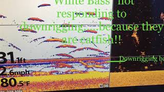 White Bass vs Catfish on 2D sonar