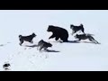 Собаки Окружили Медведя / Редкие Битвы Животных, Снятых на Камеру