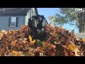 UNH's Tee Retriever: Jem the Dungeon Dog