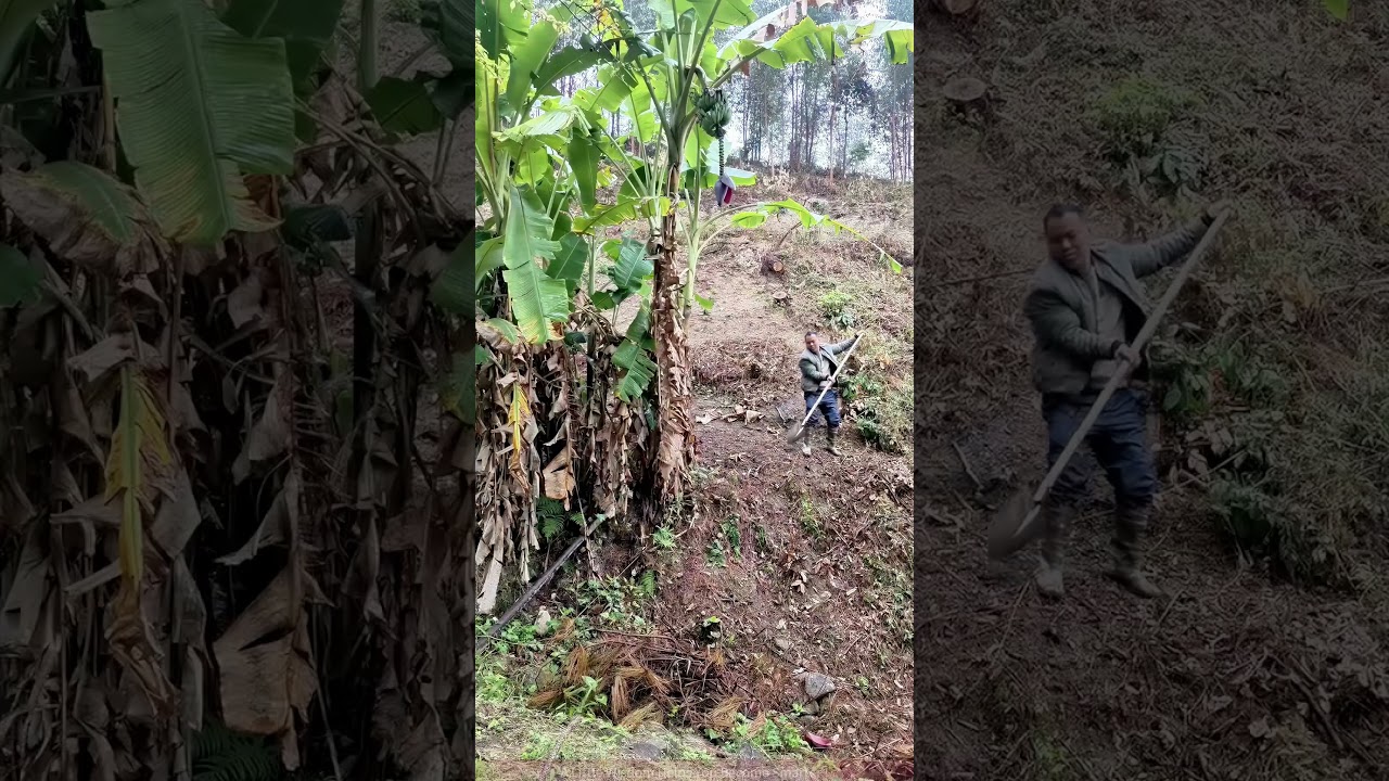 Farm Work on the Hillside: One Move to Cut Banana Flower, So Cool!